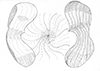 Panta rhei